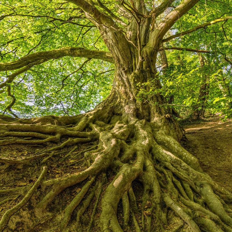 Photo von Felix Mittermeier von Pexels